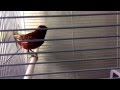 Flash Singing Canary