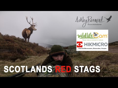 Red Stags - Black Grouse - A Scottish wildlife Photography Adventure