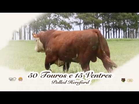 7º Remate Hereford da Fronteira