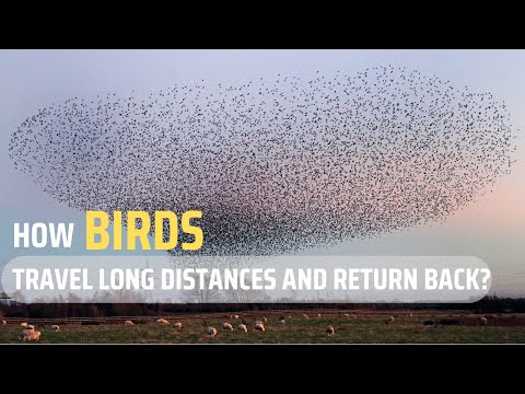 How Birds Travel Long Distances and Return back?The Amazing Science of Bird Migration