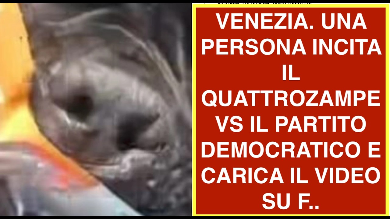 VENEZIA. UNA PERSONA INCITA IL QUATTROZAMPE VS IL PARTITO DEMOCRATICO E CARICA IL VIDEO SU F..
