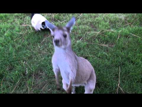 An Adorable Moment: Kangaroo and Lemur Playing Tag!