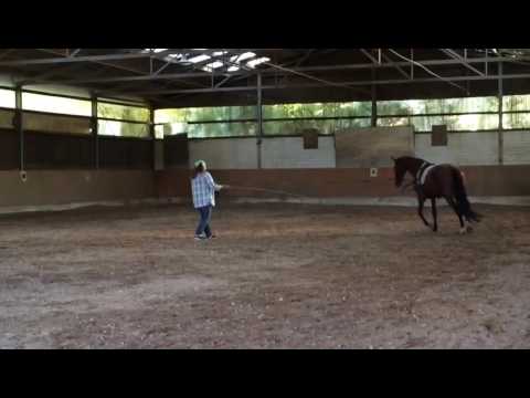 4-jährige Stute Caleandra - das erste Longieren in der offenen Halle