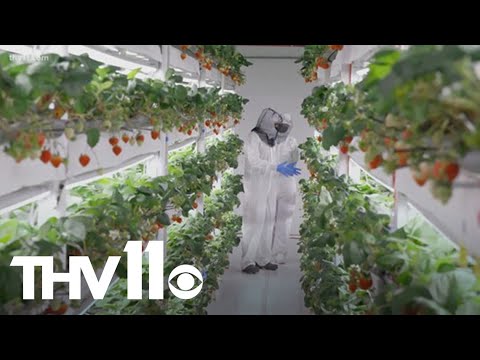 How an indoor farm in New York is growing unique Japanese strawberries