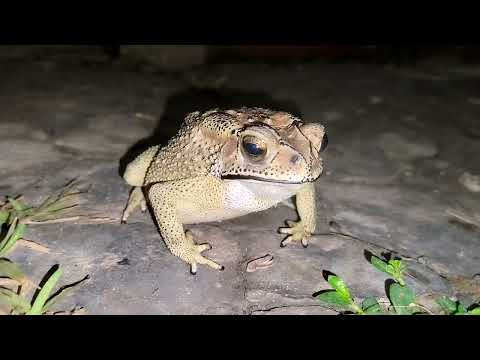 Look! How Beautiful this World! | Relaxation Video | Early in the Morning 5.00 am Night View