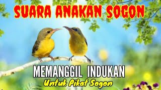 Download lagu Suara Anakan Sogon Memanggil Indukan Untuk Pikat Sogon Yang Susah Turun mp3