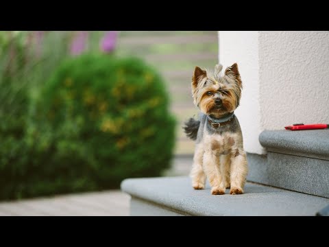 Optimizing Nutrition for Your Yorkshire Terrier
