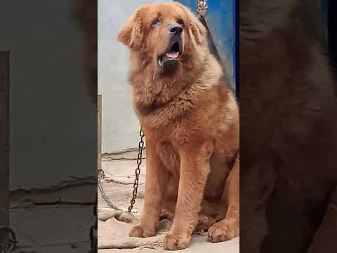 abhiraj ka dog 🐕 dangeres dog⚡⚡#tibetanmastiff#tibetanmastiffbreedl#red gadidog#gaint tibetanmastiff