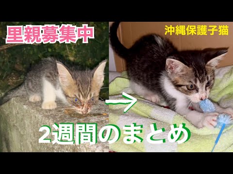 未公開】ヒコさんの失敗に京子、大はしゃぎ - 일본유튜버 - 우투
