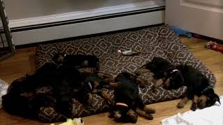 Video preview image #10 Doberman Pinscher Puppy For Sale in MARSHFIELD, MA, USA