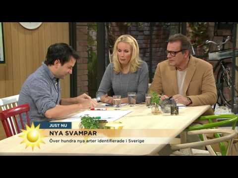 Steffo: "Skålsvamp? Det låter som ett fyllo." - Nyhetsmorgon (TV4)