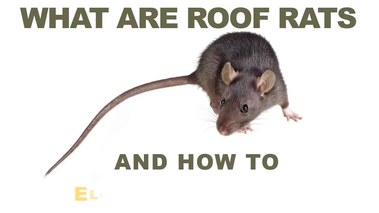video what are roof rats