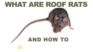 What Are Roof Rats and How Do You Eliminate Them