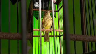 Download lagu Siri-Siri Jawa Gacor mp3