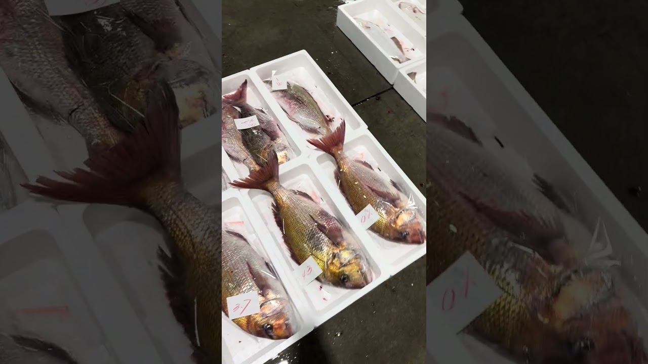 3月中頃の独り言編 vol.727