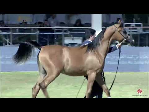 N146 MUHIB AL - PSAIAHF 2020 - Yearling Colts (Class 4C)