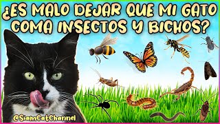 ¿ES MALO QUE MI GATO COMA INSECTOS Y BICHOS - SiamCatChannel