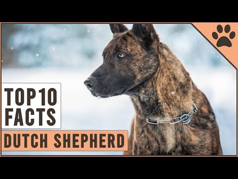 Dutch Shepherd - Top 10 Facts