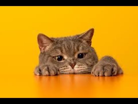 Cats & Their Humans Fall In Love With other