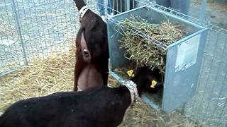 Cabras  Murciana  Granadina