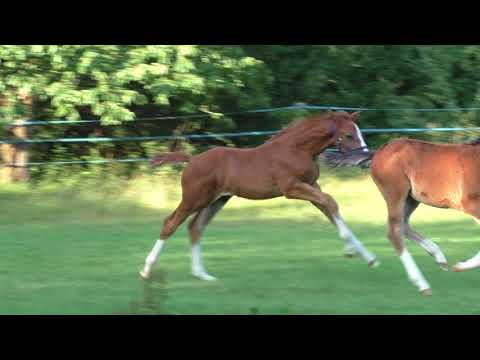 Gavi´s Boy v. Gavi x Rascin x Heraldik xx & Foresight v. Forsyth x Drosselklang II x Pinot Grigio