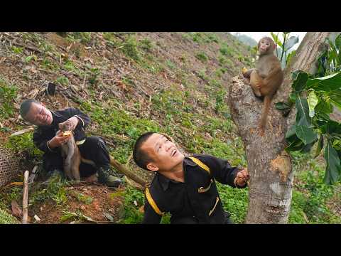 Dwarf Family Discovers Monkeys in the Natural Forest | Primitive Life