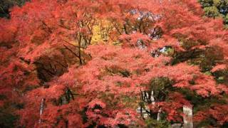 eyes were made to cry (HD) 　　　　　　　　　Keiko Matsui