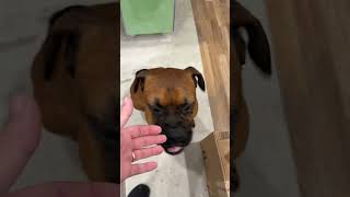 Video preview image #1 Boxer Puppy For Sale in  Katy, TX, USA