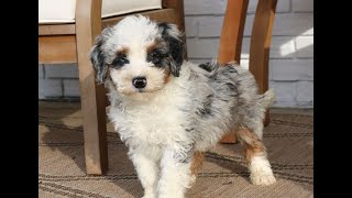Video preview image #1 Bernedoodle (Miniature) Puppy For Sale in PARADISE, PA, USA