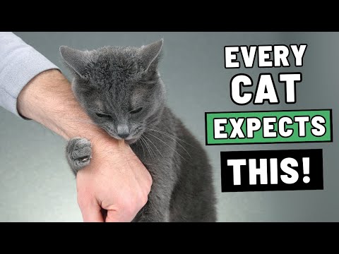The Unwritten Rules of Felines