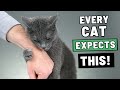 The Unspoken Rules Cats Expect You to Follow