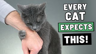 The Unspoken Rules Cats Expect You to Follow