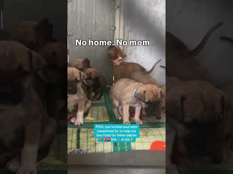 Can you help our rescue dogs⁉️🥺Link in our bio🫶 #amazon #rescuedog #chihuahua #shelter #florida