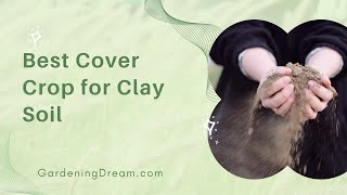 Best Cover Crop for Clay Soil