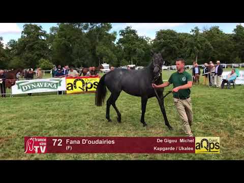 Show AQPS Lion 2017 : Lot 72 - Fana D'oudairies