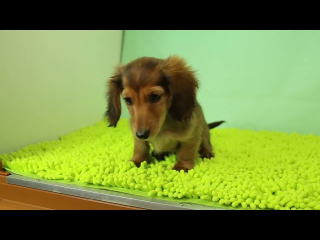 ブリーダー/ショップマロニエケンネル MARRONNIER KENNELのダックスフンド・ミニチュア・ロングで番号が2995です