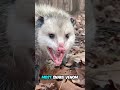 Marsupials in the Americas? Yes! Get to Know the North American Opossum #shorts