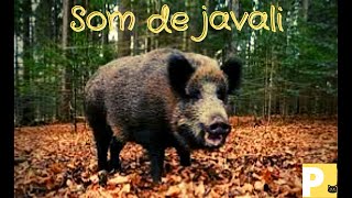 Som do javali - Som de animais - efeito sonoro - V1k1 - Yn4n