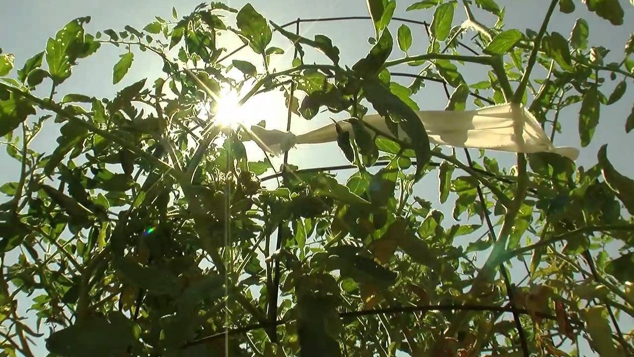 Gardening With Lucy - Pests and Diseases
