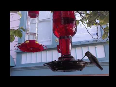 Local female or Immature Male Anna's Hummingbird Visits After the Storm (4/8/17)