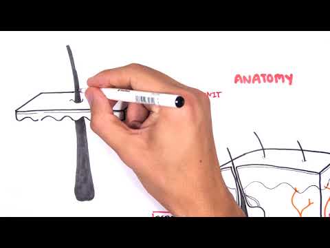 Introduction to Skin Anatomy and Physiology