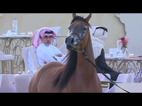 4th Souq Waqif International Arabian Horse Show 2023   Class 5