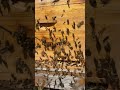 Hard Working Bees Hit That Subscribe Button