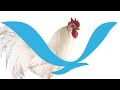 UBirdTV Episode 4 The Chicken Of Tomorrow