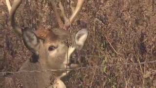 preview picture of video 'Deer & Deer Hunting: Buck and Fence'