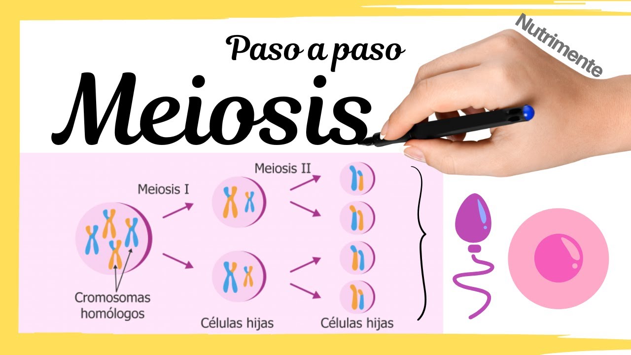 MEIOSIS [Paso a Paso]