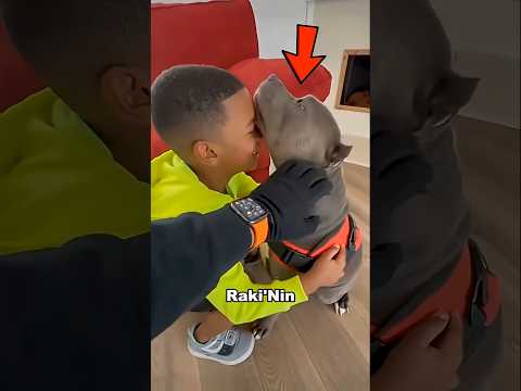 Köpek durmaksızın duvara saldırdı ve gerçek ortaya çıktı! #shortvideo