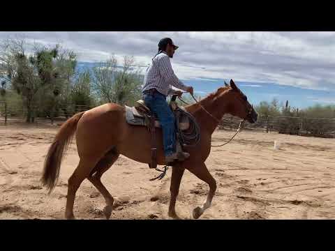 AZHT: Staying soft on the reins in the Trot