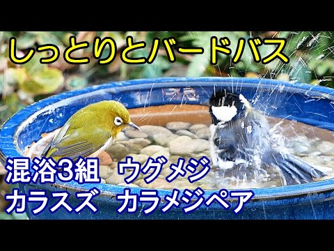 シジュウカラをバルコニーに引き寄せる方法は？彼らの冬の好きな食べ物は何ですか?  庭園