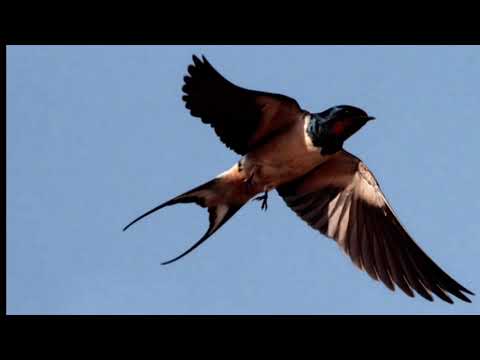 Füstifecskék - Best of Megamix